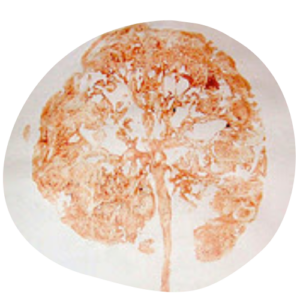 placenta-doula